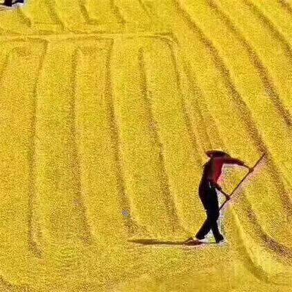 石头