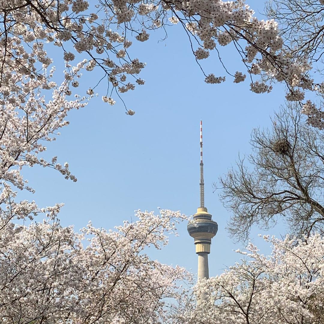 莲花