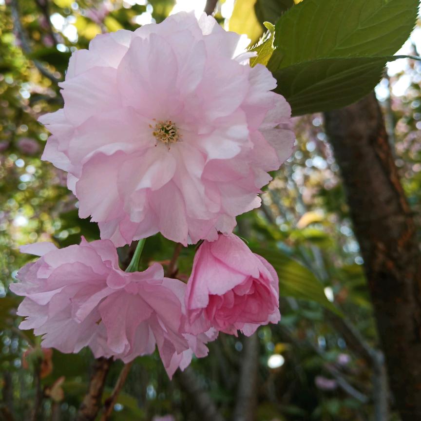 《鱼忆》