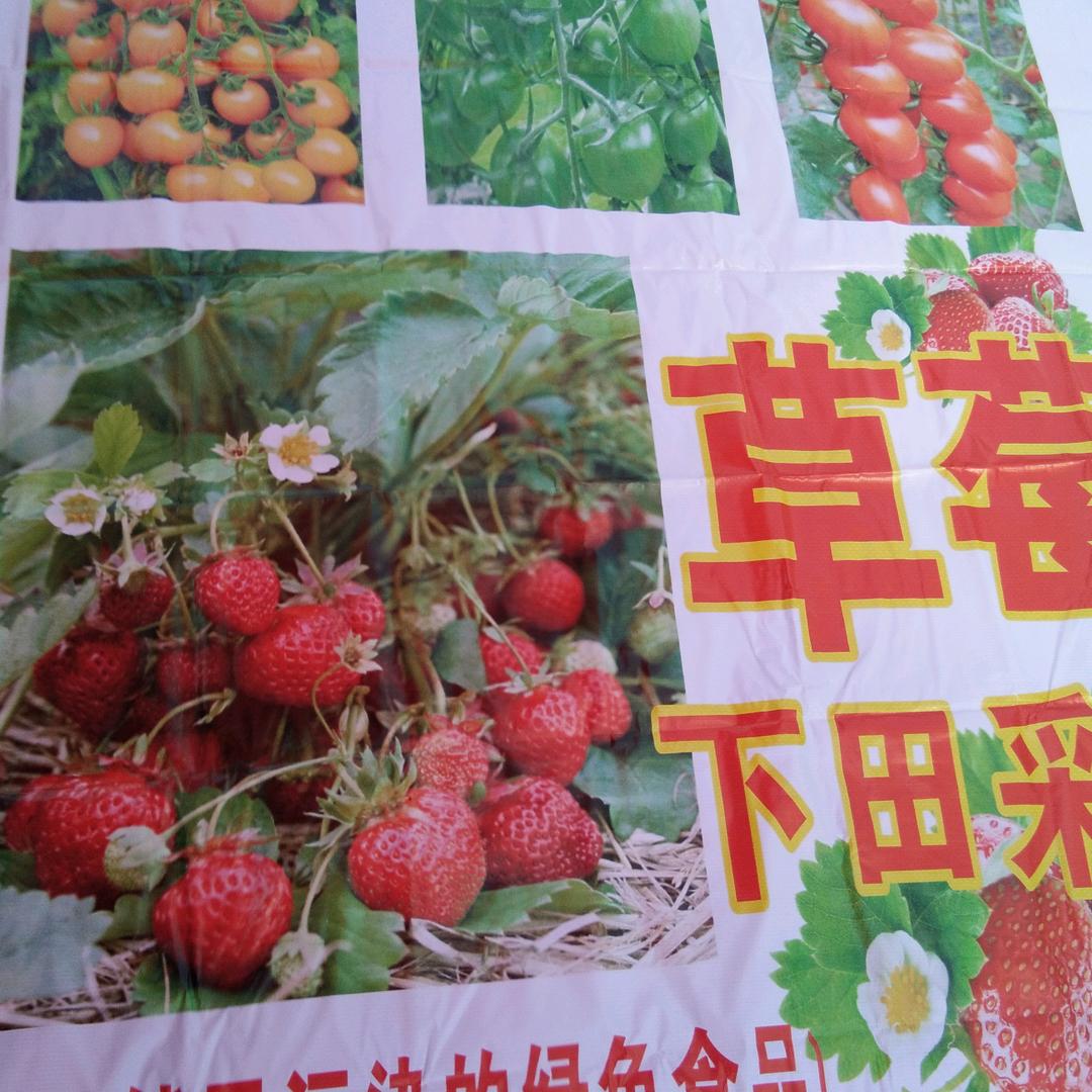 下田采摘水果小番茄🍅草莓🍓