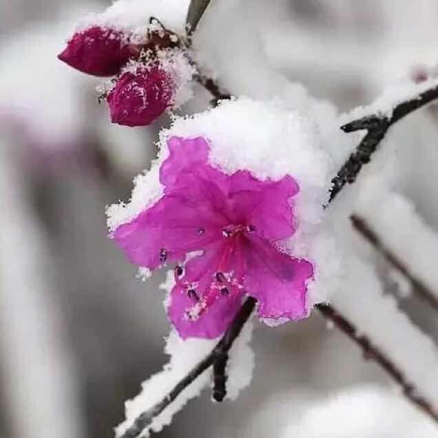 傲雪寒香