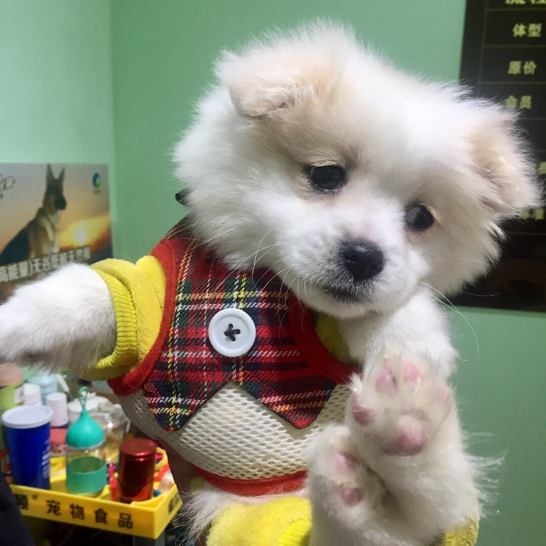 小龙阿丶