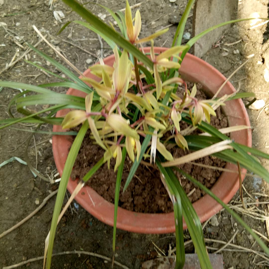 小包