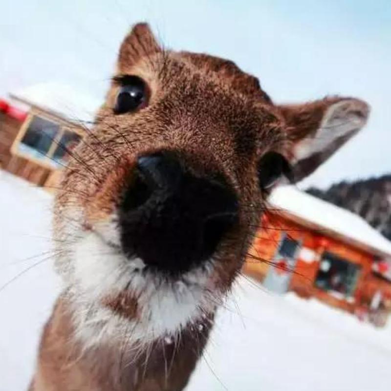 🌈🌈 东北狍子