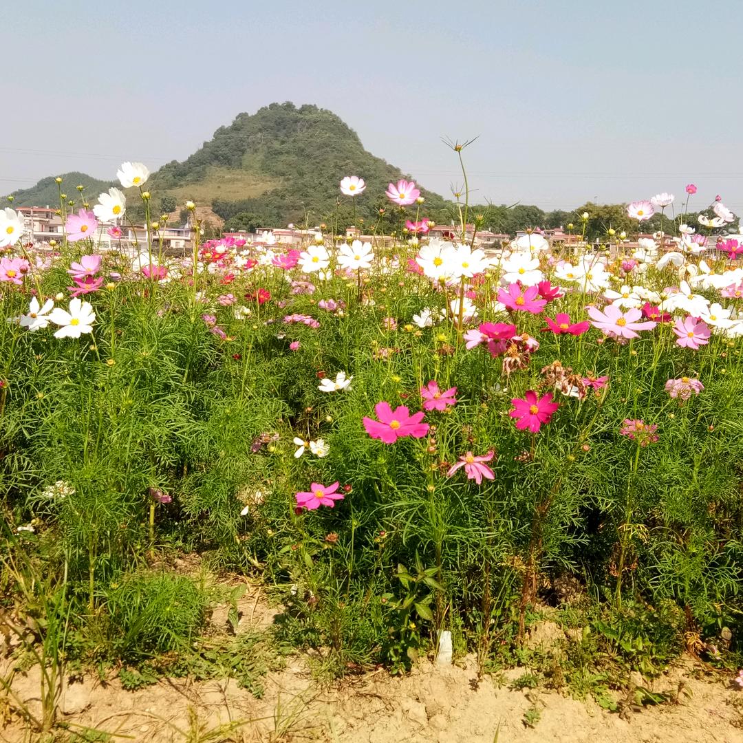 难得糊涂