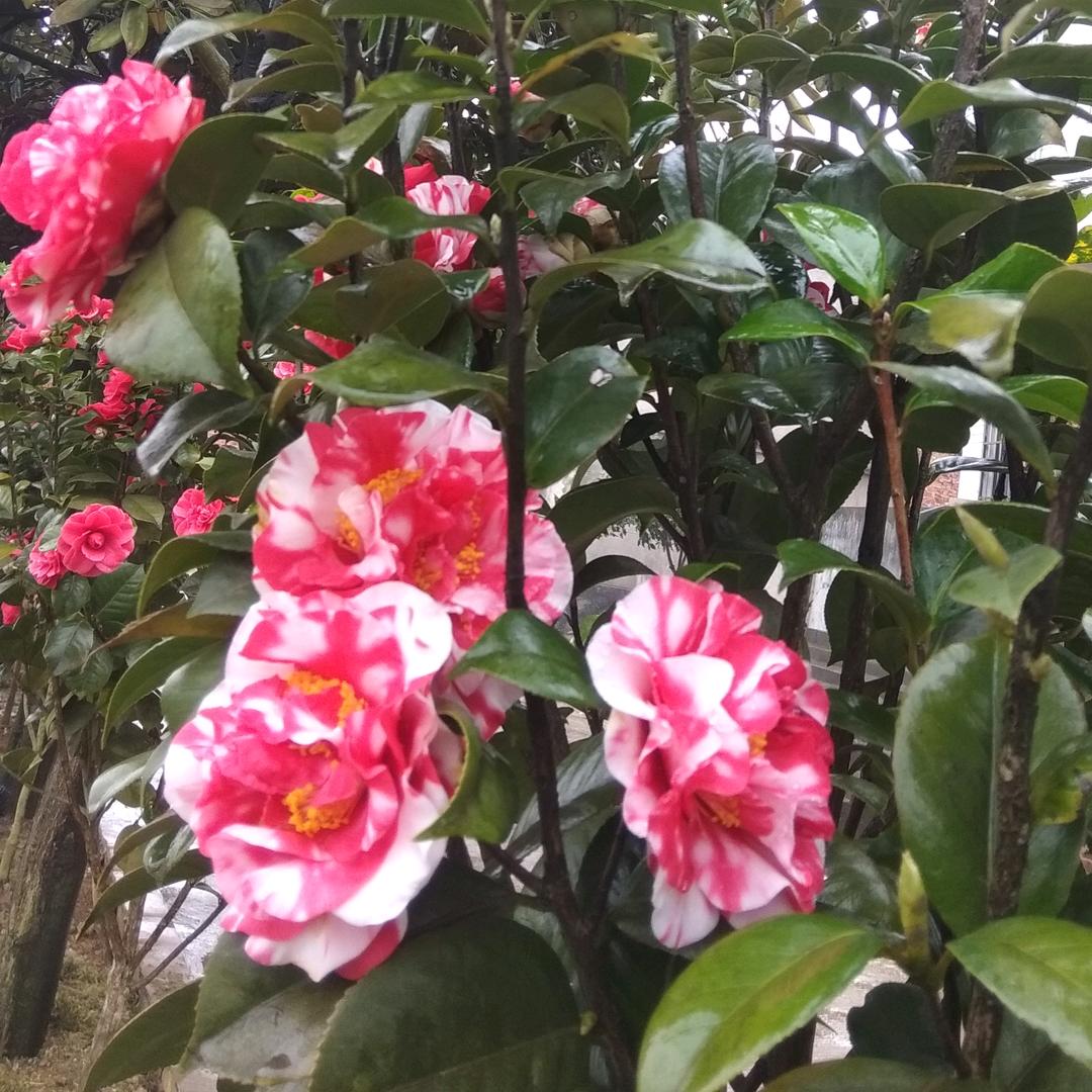 欧阳呈秋