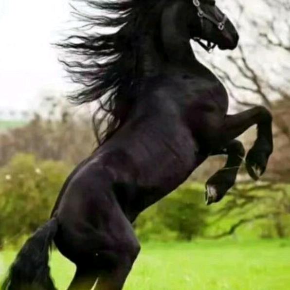 九金棋牌室官方号