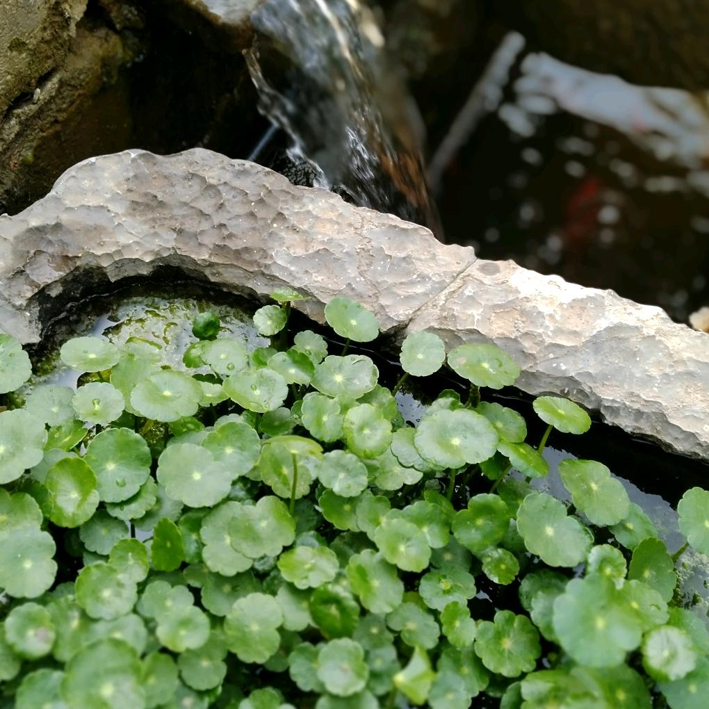 一叶一菩提（拒私聊）