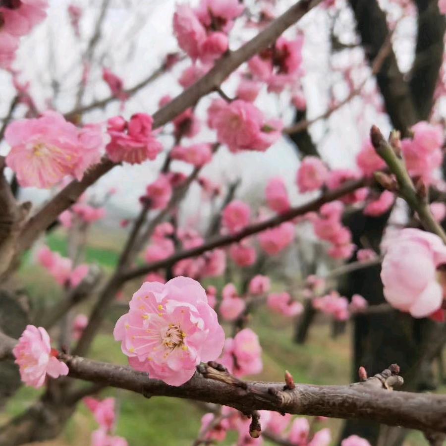 六月April / Ap