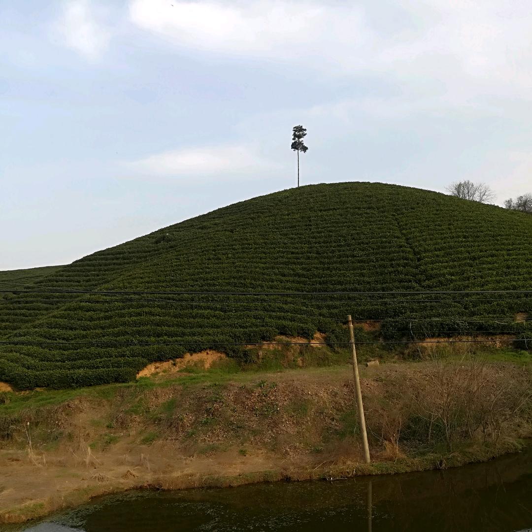 茶叶山