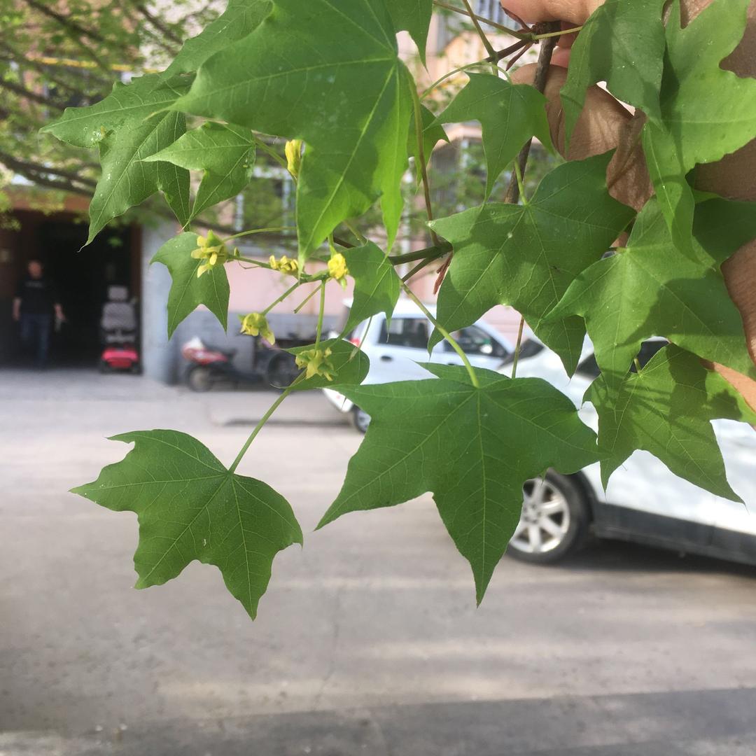 万象争荣