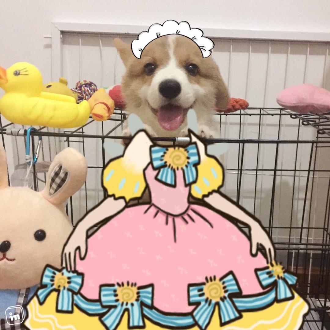 柯基milu