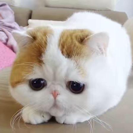 旺财的烟火故事