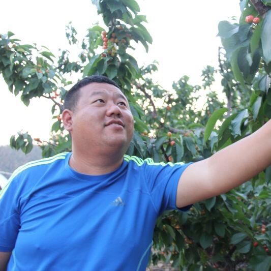 大连樱桃达人