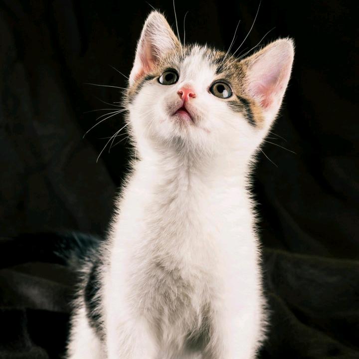 慧子