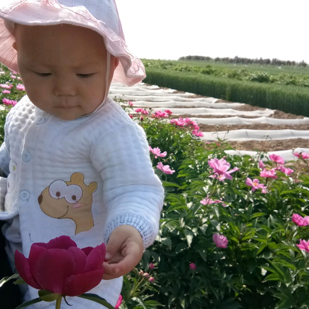 叶子