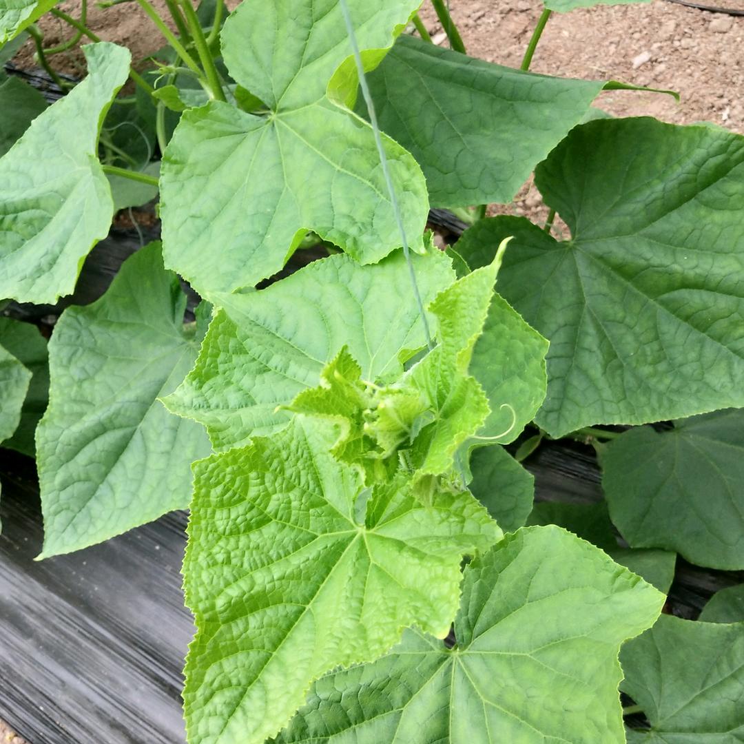 寿光市万哥蔬菜种植有限公司