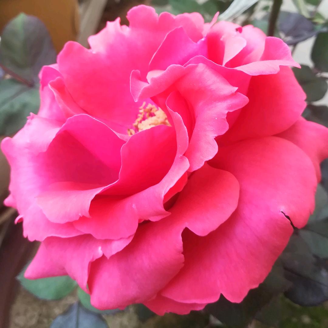芳芳