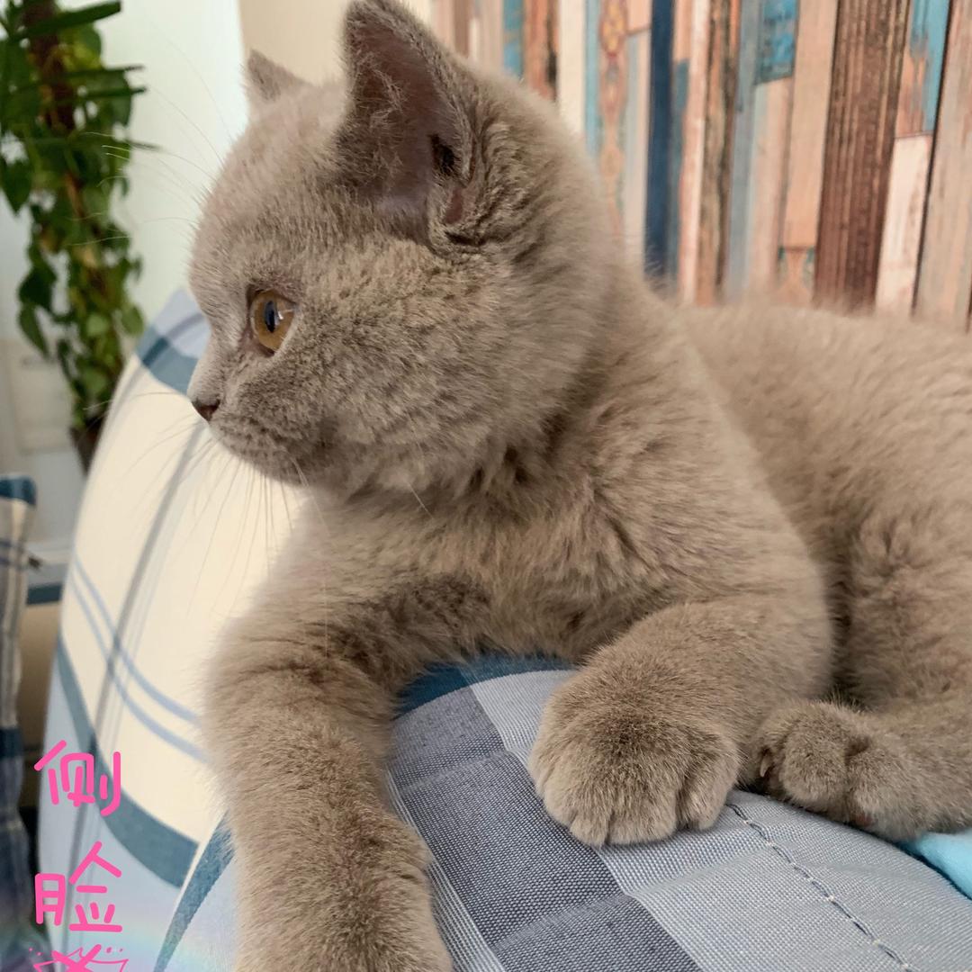 不被女王嫌弃的喵