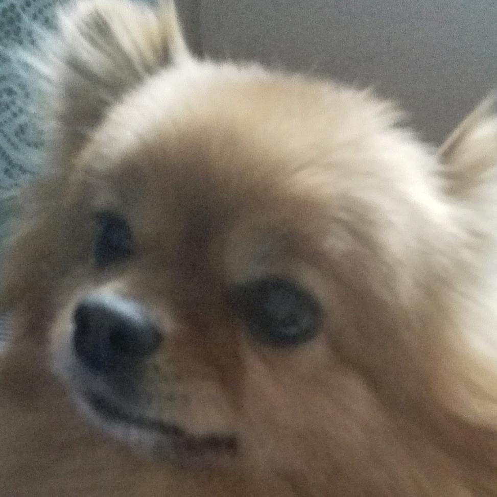 真君