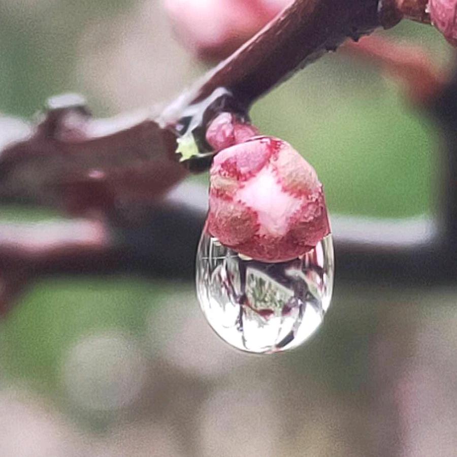 雨安