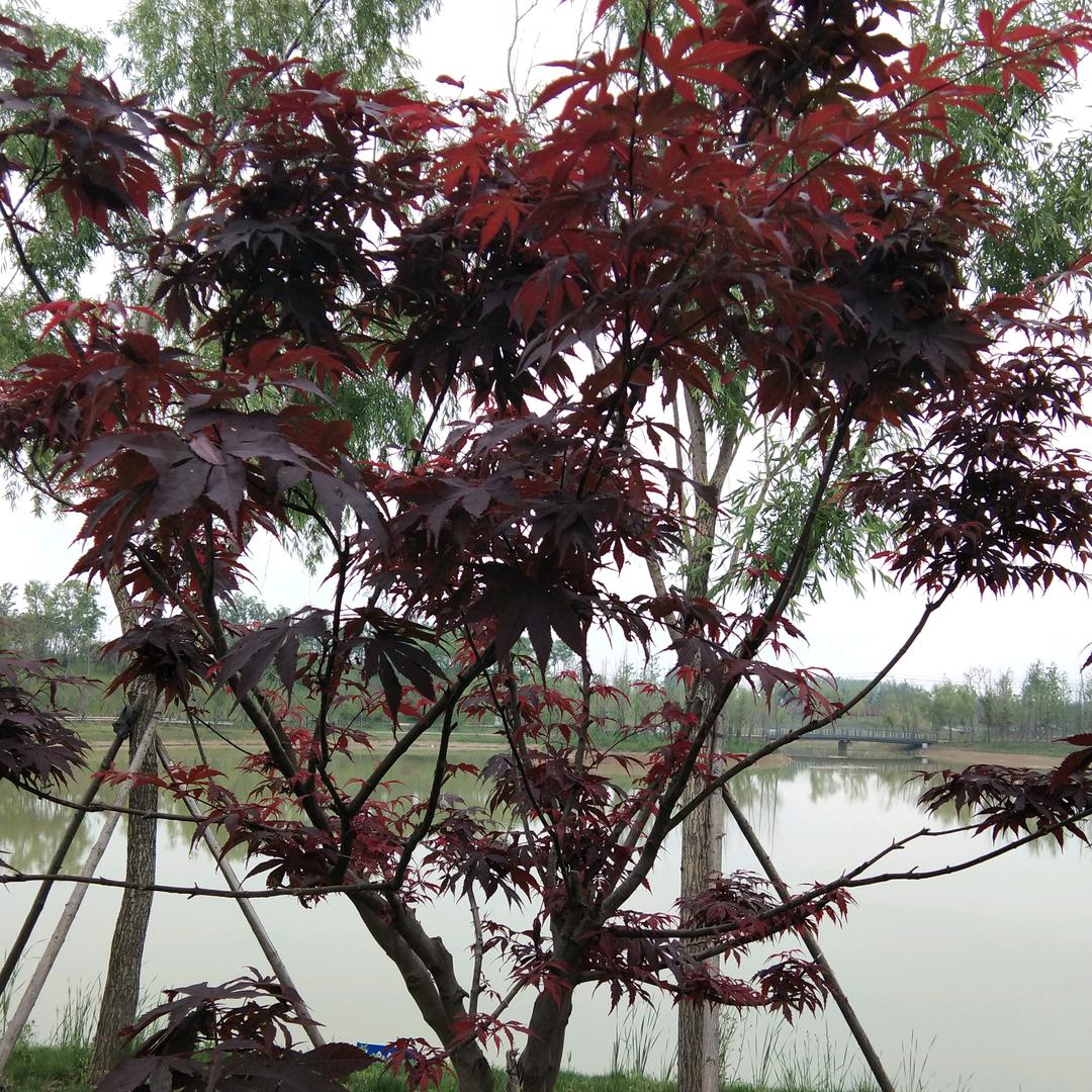 涡阳县丽英房产经纪有限公司