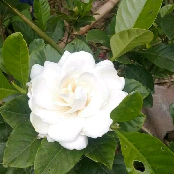 百合