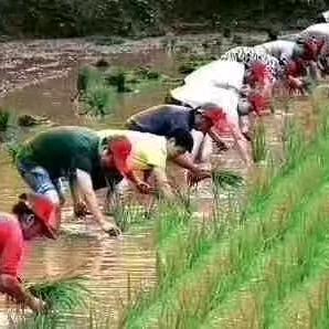 田野
