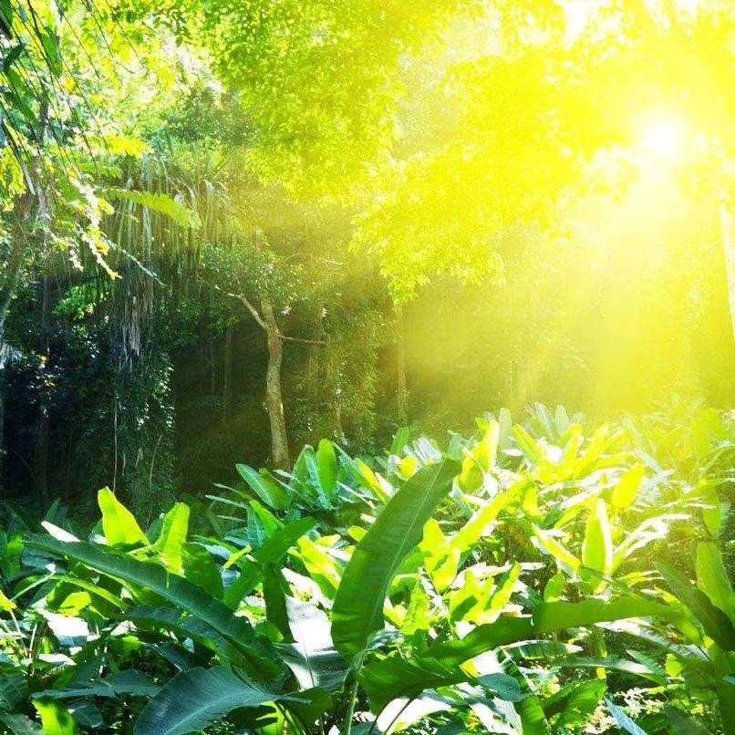 冰*柠檬🍋🍋🍋