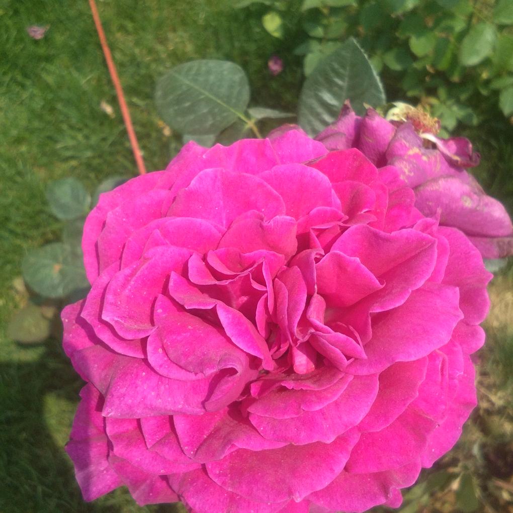 春暖花开
