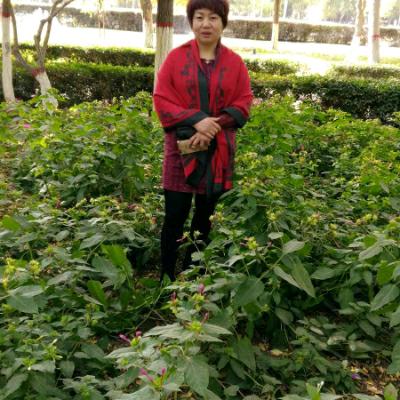 黄玫瑰
