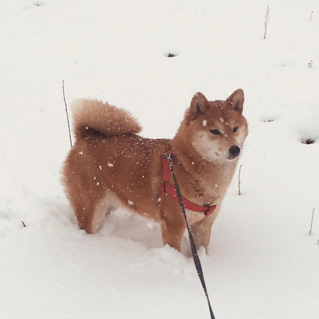 洪泽湖犬舍cku认证