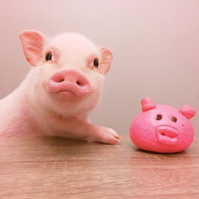 小猪软糖🍓