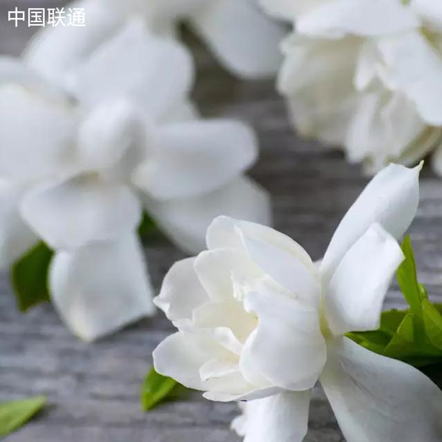 勿忘我