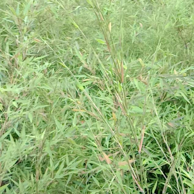 风筝断了线    随便马儿跑