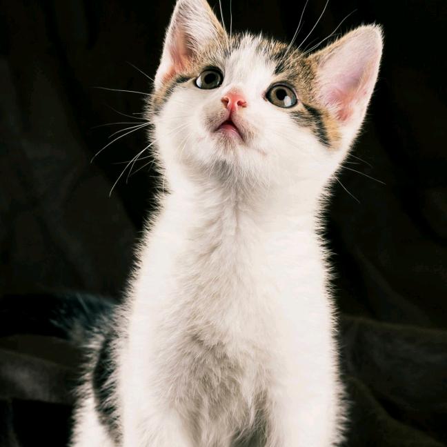 都宝和恬宝的爷爷