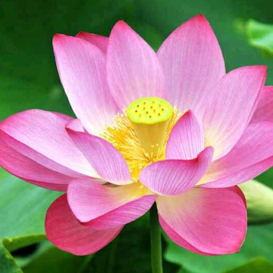 夏天的莲花