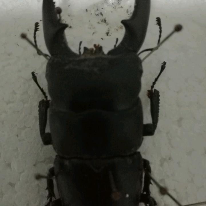 黄河