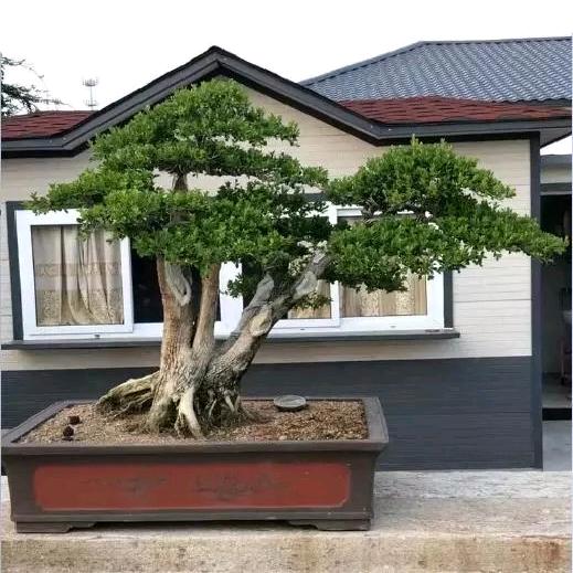 圣源苗木