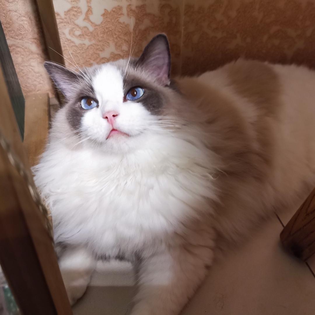 lovendolls布偶猫的日常