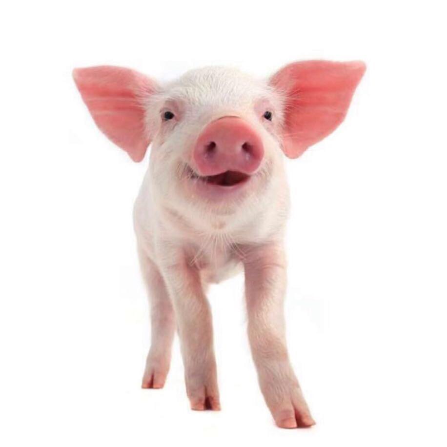 可耐的肉包子，