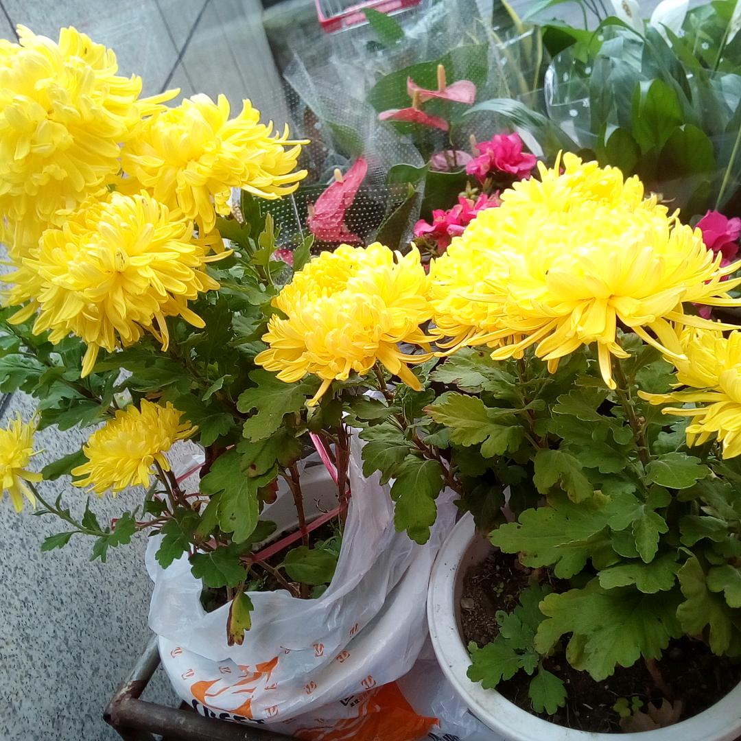 陶素英