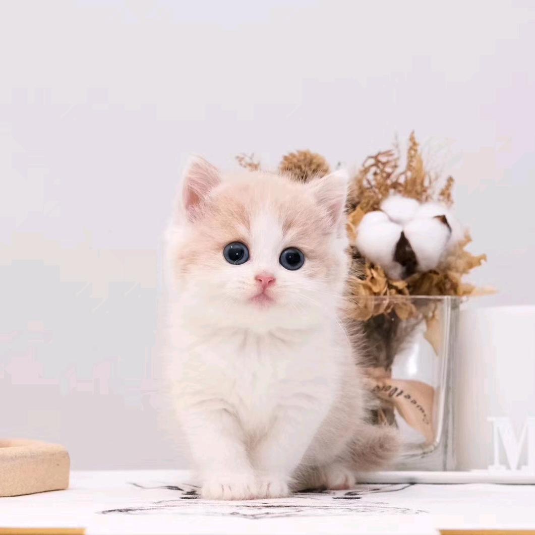 博林花宠