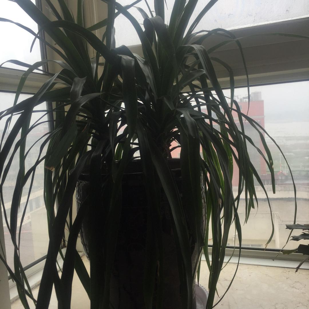 限量版女王