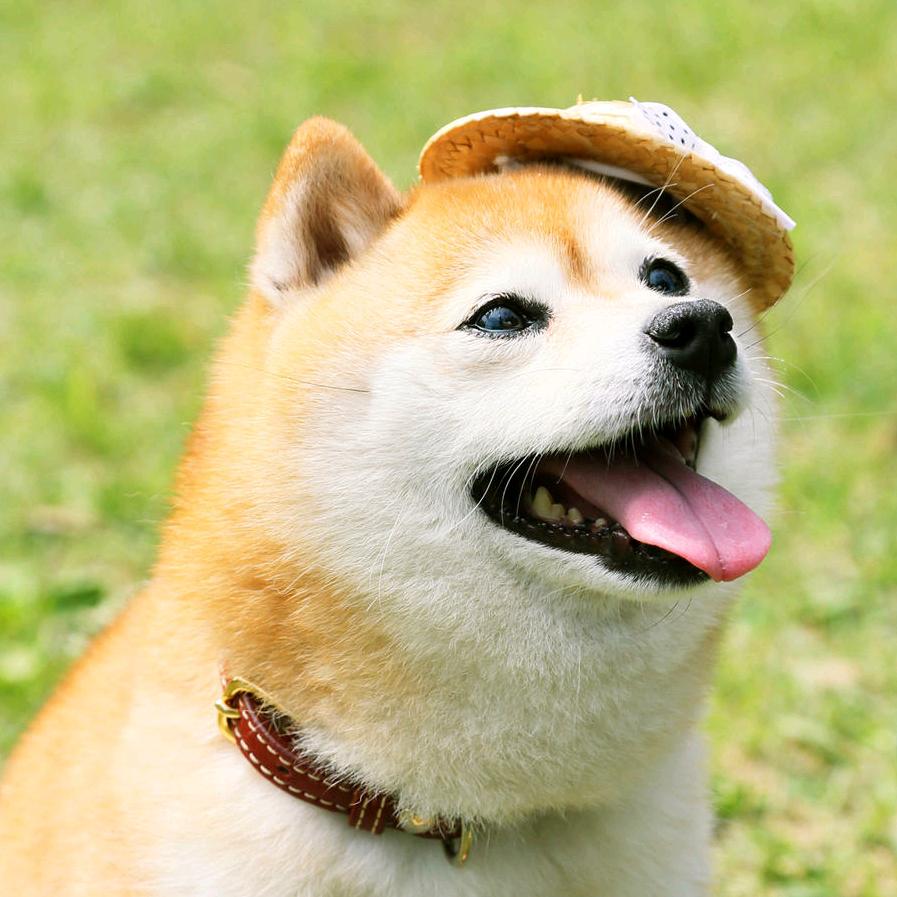 狼