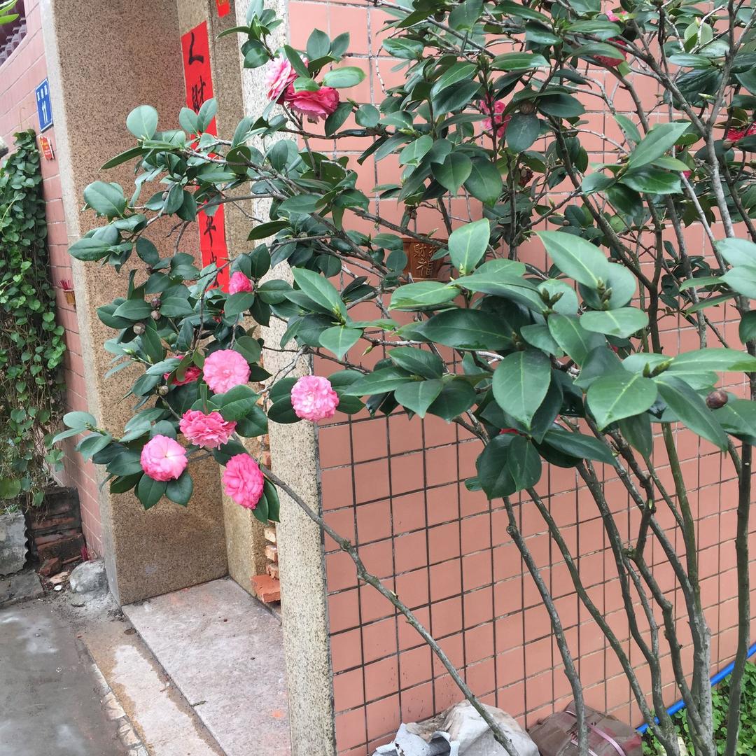 孖子