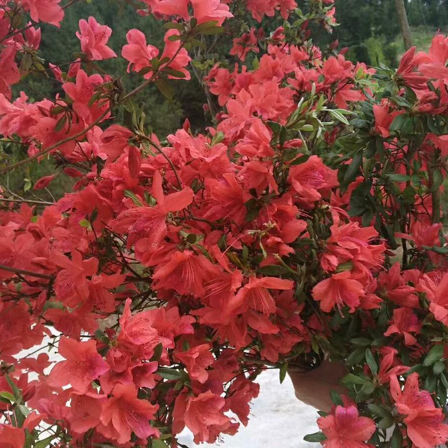 天上火79年4月羊