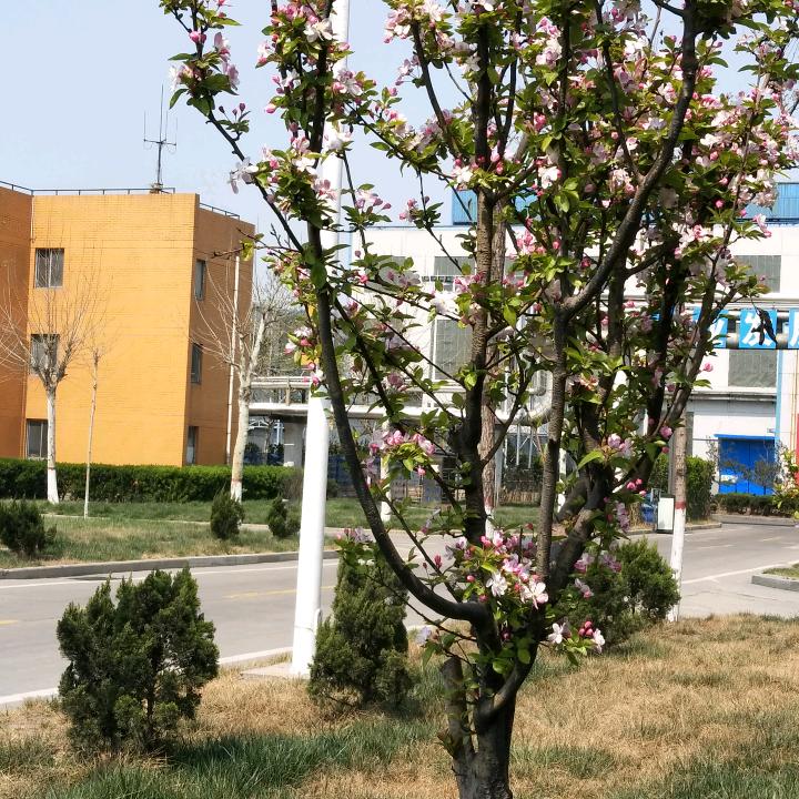 心茹芷水