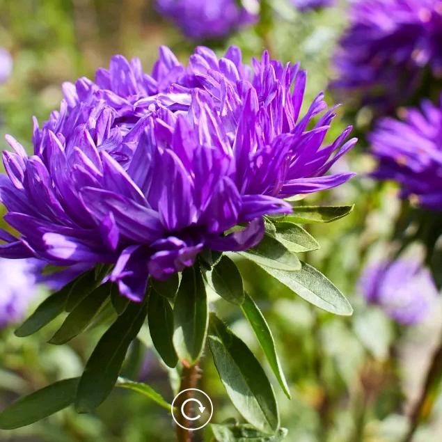 幸福的姚妹(每晚7：30直播）