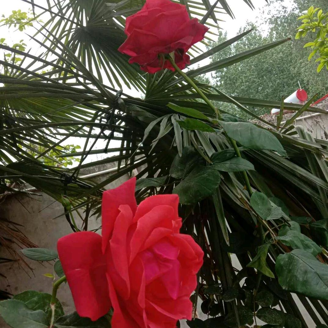 🌈春暖花开🌈